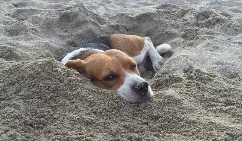 accoppiamento beagle