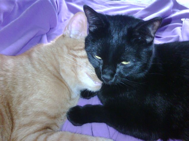 i miei teneri amori!