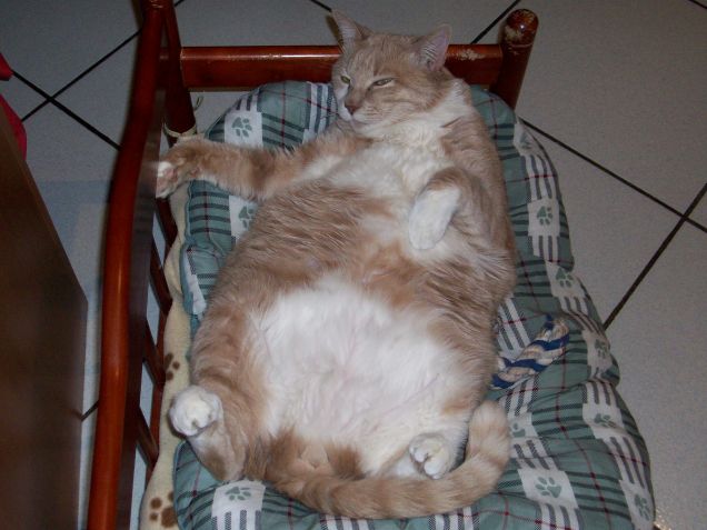 la stanchezza fatta gatto