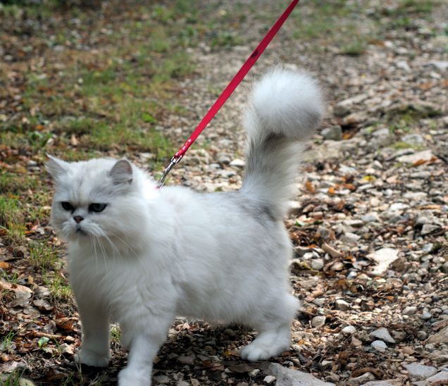 miciomicio a passeggio