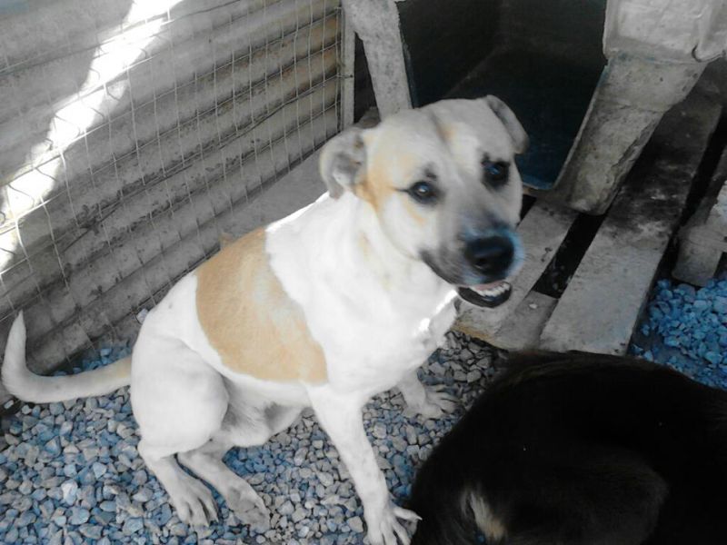 deliziosi cuccioli e cani adulti da adottare.