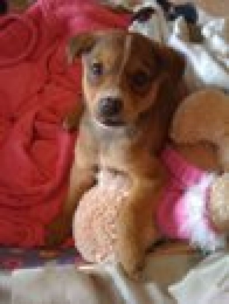 cucciolo taglia medio piccola maschio cerca casa