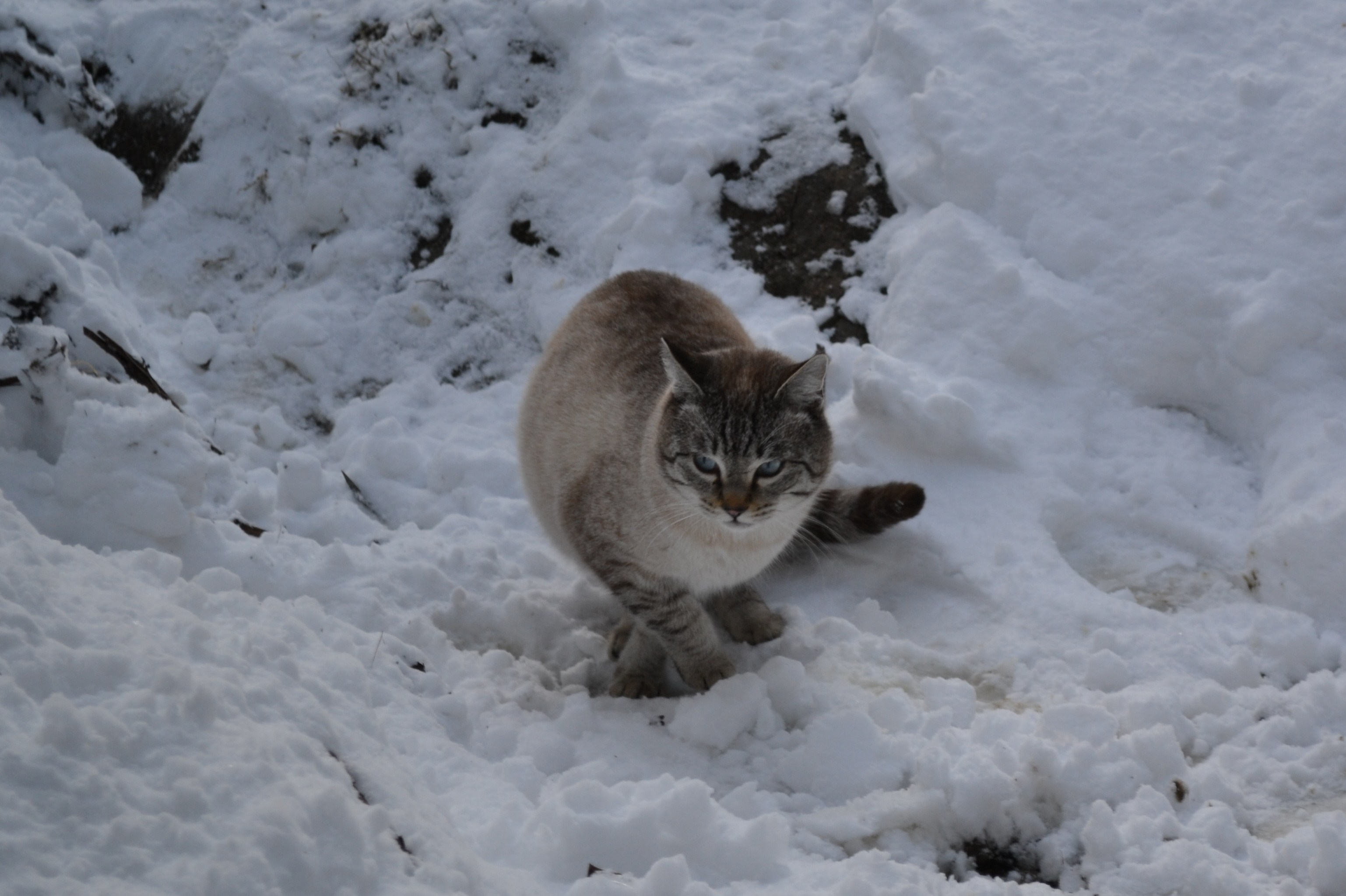 Fiocco di Neve