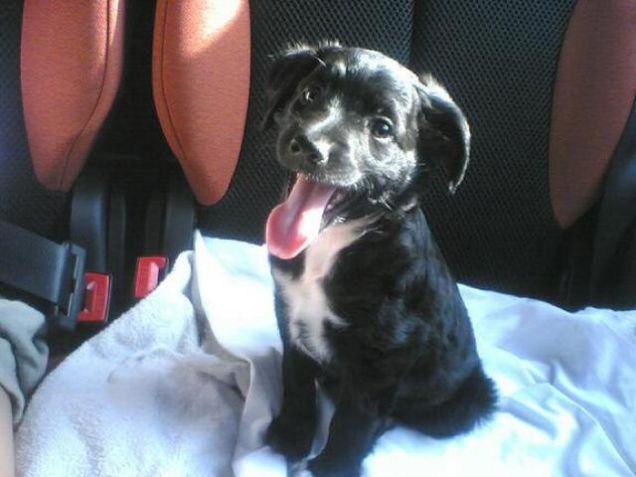 Maya, una cagnolina che ha vinto la lotteria