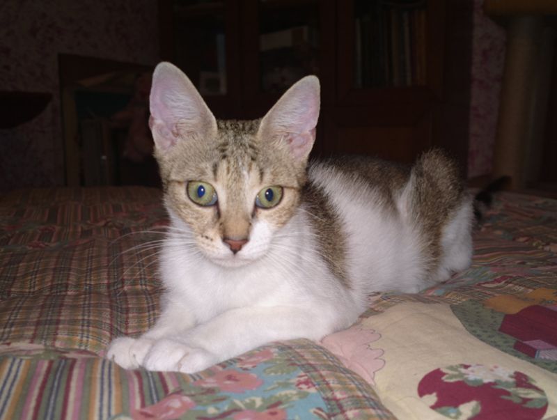 Caramella dolcezza felina