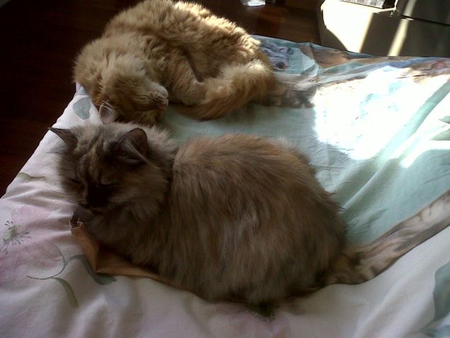 con il mio fratellone