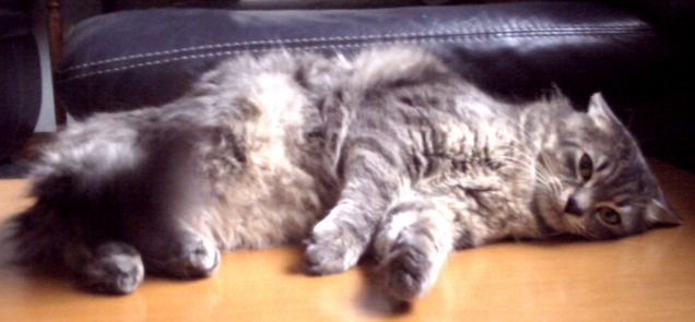 ciao sono ciuffo sono molto coccolone...