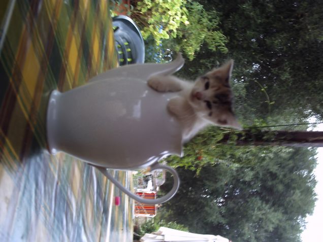 il mio regalo di natale ?????