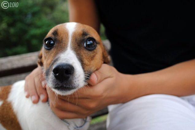 Sasha, Jack russel 